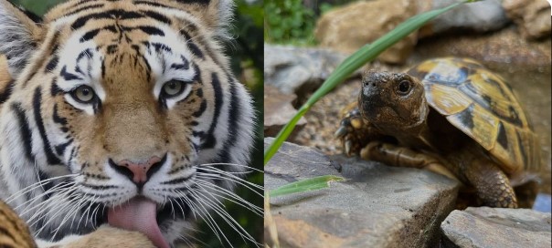 बाघ एवं कछुओं की अंतर्राज्यीय तस्करी करने वाला गिरफ्तार.