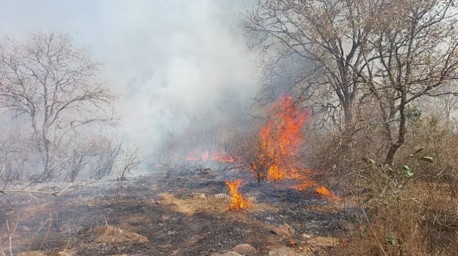 बफरजोन के पास जंगल में लगी भीषण आग, बुझाने में जुटा वन अमला