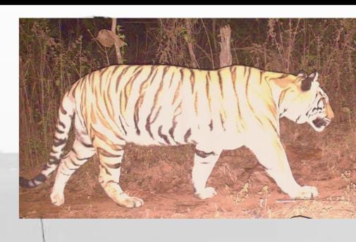 Increasing human interference in the territory of 5 female tigers of Bhopal