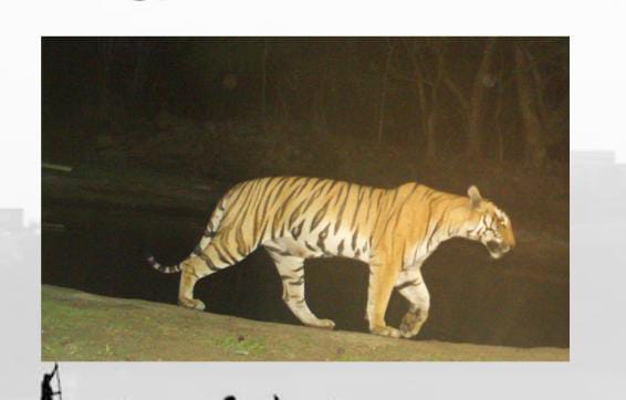 Increasing human interference in the territory of 5 female tigers of Bhopal