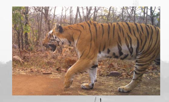 Increasing human interference in the territory of 5 female tigers of Bhopal