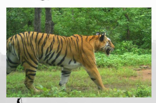 Increasing human interference in the territory of 5 female tigers of Bhopal