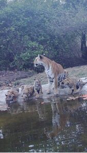 Increasing human interference in the territory of 5 female tigers of Bhopal