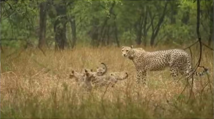 Cheetah Gamini was seen enjoying the rain with children in the pond, Union Minister shared the video