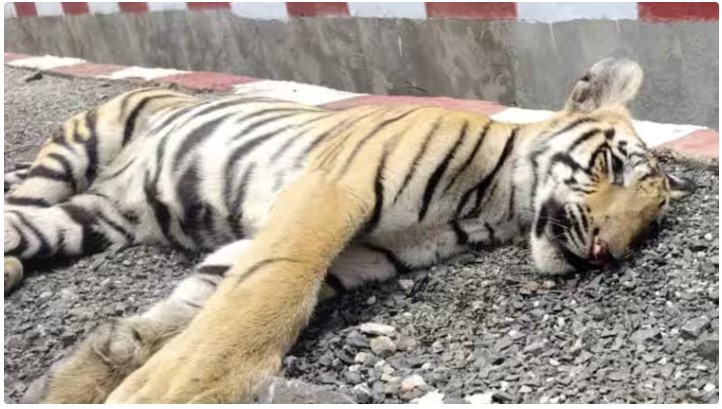 The process of death of tigers is not stopping in MP