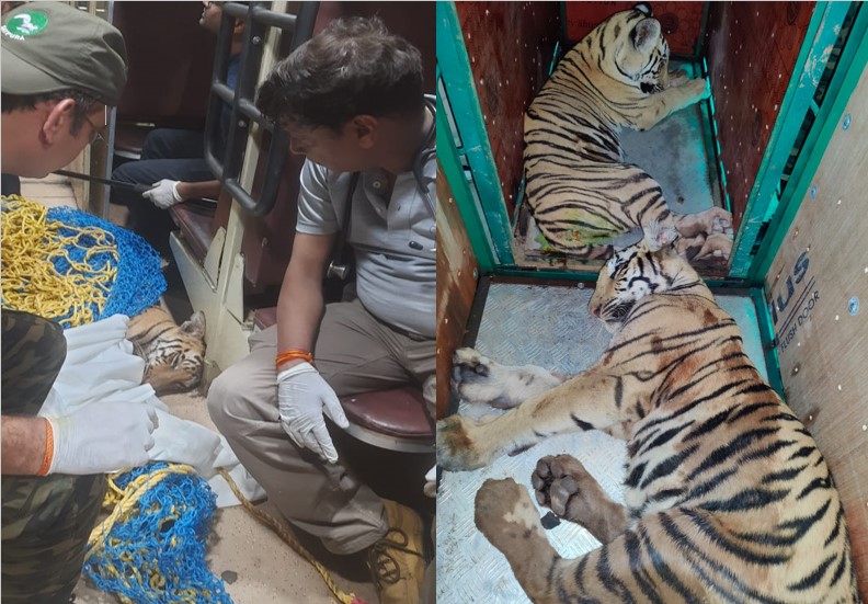 For the first time, a special train of one compartment ran to bring the injured cubs.