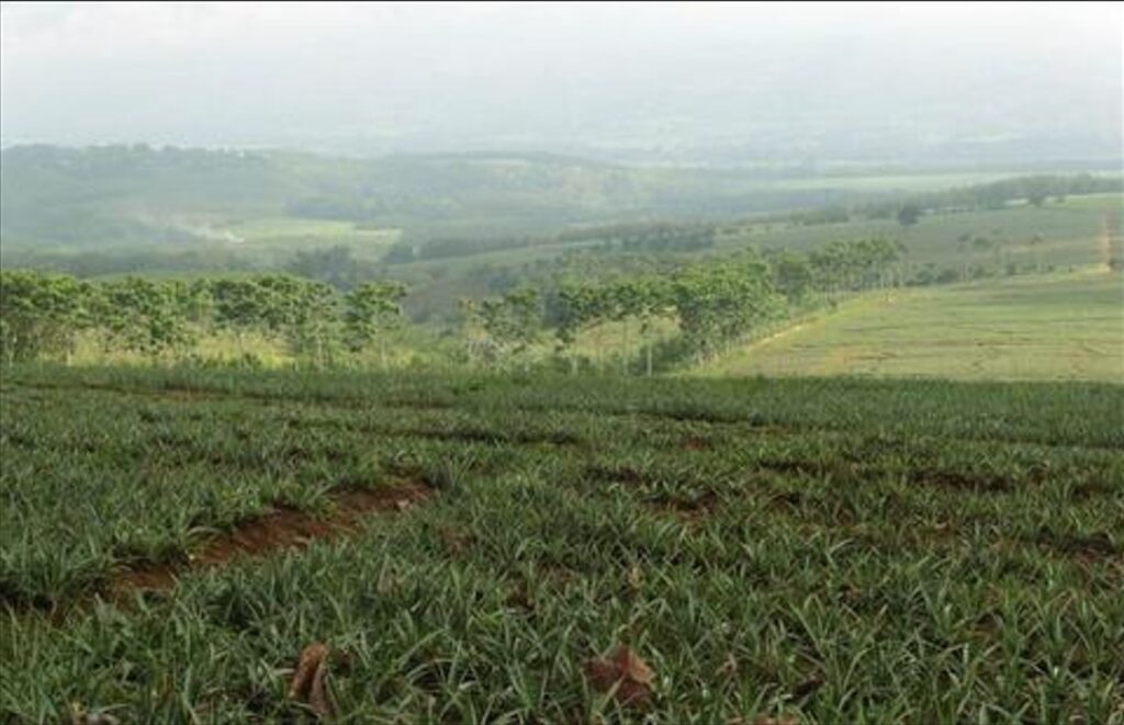 Plants started disappearing in the very first year of mixed plantation in Panna's Kishangarh buffer.