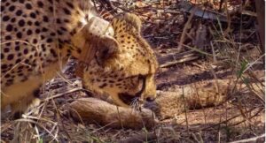 Cheetah Pawan died, 13 were born this year in Madhya Pradesh, four died