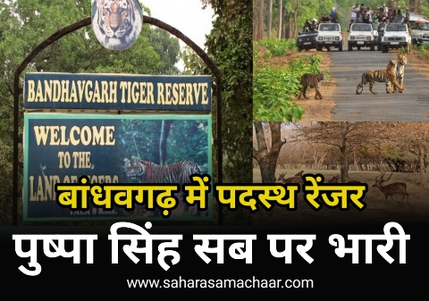 Due to political influence the ranger posted in Bandhavgarh is stronger than everyone