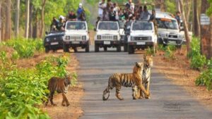 From October 1, crowds will gather in Bandhavgarh