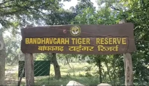 Gaurav Chaudhary becomes the field director of Bandhavgarh Tiger Reserve, waiting for full time appointment