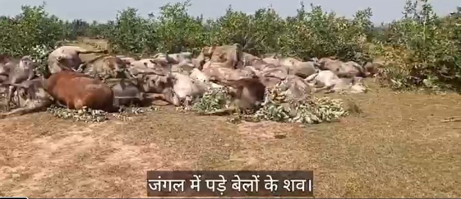 Panic after finding dead bodies of 43 cows