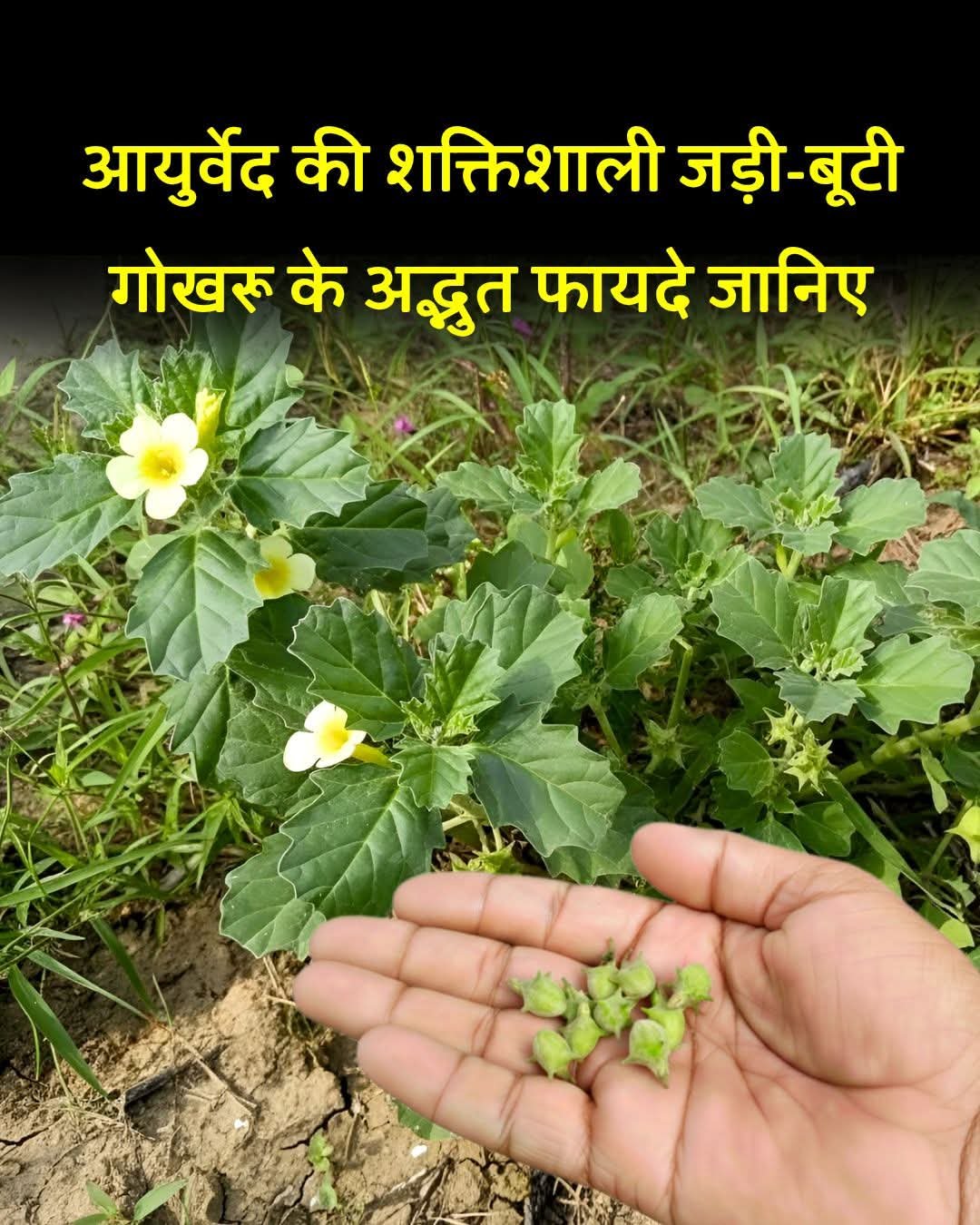 गोखरू के औषधीय गुण: सिरदर्द, यूरिन इन्फेक्शन और शुगर में भी फायदेमंद